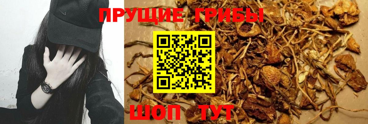 Ярославль  Псилоцибиновые грибы MAGIC MUSHROOMS  Вход с VPN 